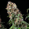 Blue Mystic