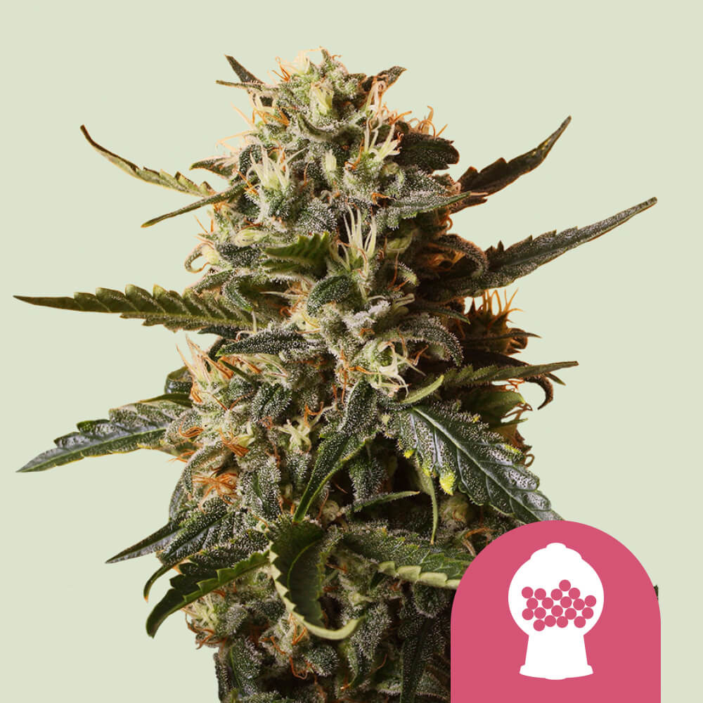 Cumpără semințe feminizate de canabis Bubblegum XL - Royal Queen Seeds