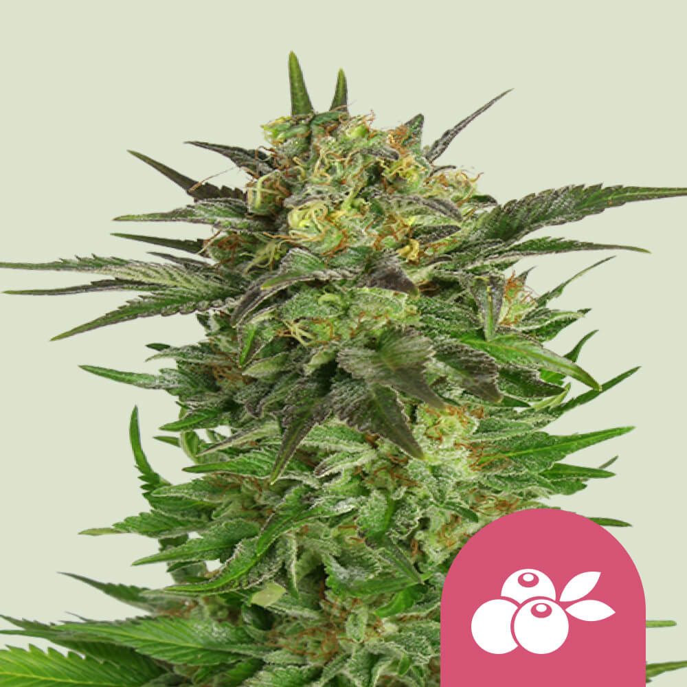CANNABIS×Barbudos×yasuhide ono3点セット Cumpără semințe feminizate de canabis Haze Berry - Royal Queen Seeds