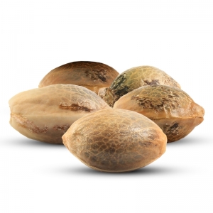5 Semințe de Canabis Gratuite