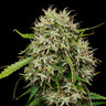 Medical Mass