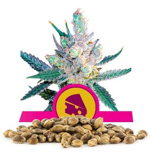 Royal Cheese Fast Flowering Bulk Seeds