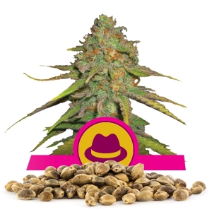 OG Kush Bulk Seeds