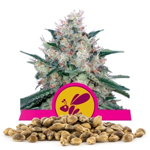 Honey Cream (Fast Flowering) Bulk Seeds