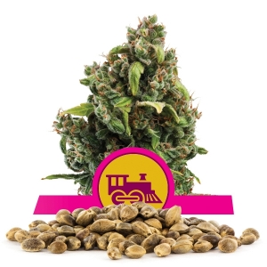 Candy Kush Express (Fast Flowering) Bulk Seeds