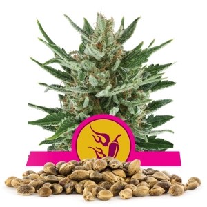 Speedy Chile (Fast Flowering) Bulk Seeds