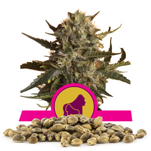Royal Madre Bulk Seeds
