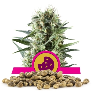Royal Cookies Bulk Seeds
