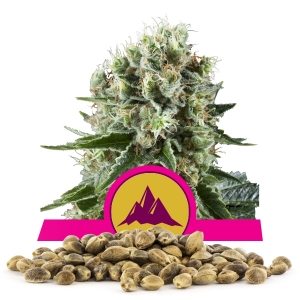 Semințe Critical Kush În Vrac