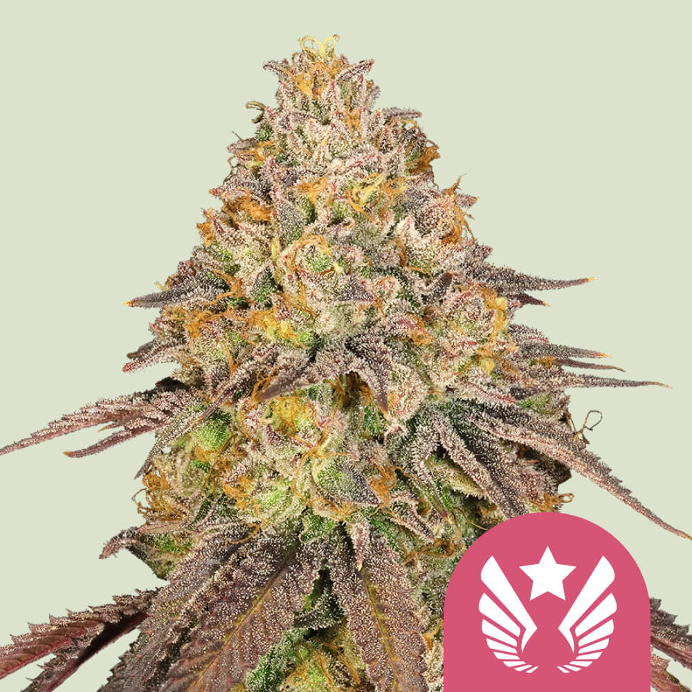 Cumpără semințe de canabis Legendary OG Punch ⭐ - Royal Queen Seeds