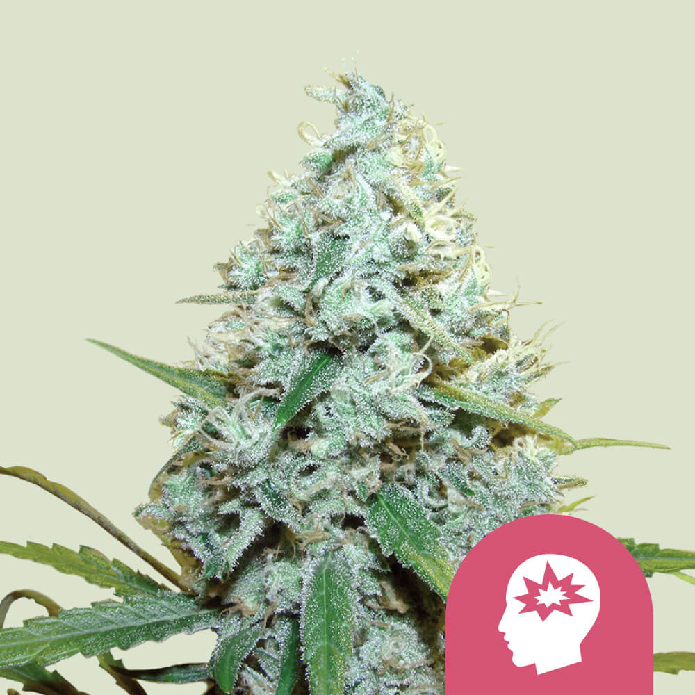 Cumpără semințe feminizate de canabis AMG - Royal Queen Seeds