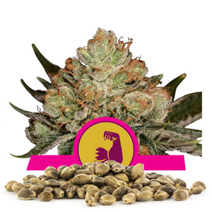 HulkBerry Bulk Seeds