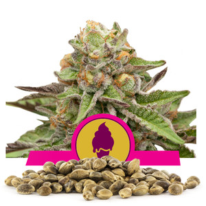 Green Gelato Bulk Seeds