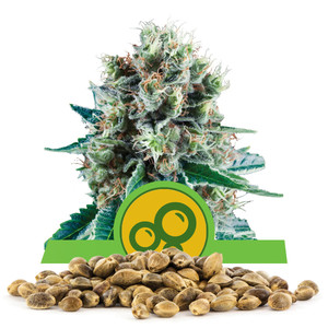 Bubble Kush Automatic Bulk Seeds