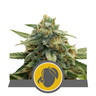 Mango Crunch Regular