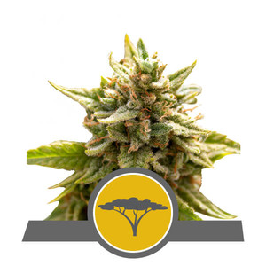 Marula Fruit Regular