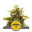 Marula Fruit Regular