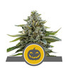 Pumpkin Kush Regular