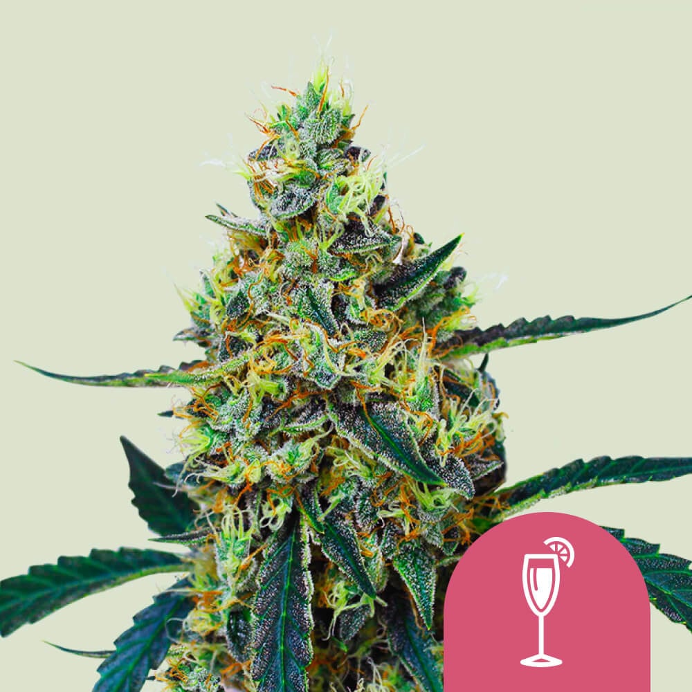 Cumpără semințe de canabis feminizate Mimosa - Royal Queen Seeds