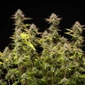 Apple Fritter Automatic