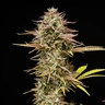 Apple Fritter Auto