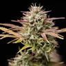 Apple Fritter Auto