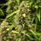 Wedding Cake Auto