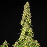 Wedding Cake Auto