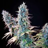 Granddaddy Purple
