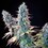 Granddaddy Purple