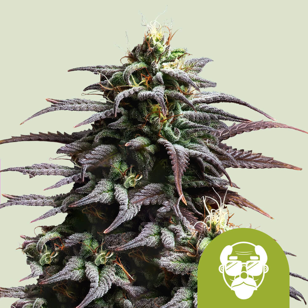 Cumpără semințe de canabis Granddaddy Purple Auto - Royal Queen Seeds