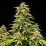 Tropicana Cookies Purple Auto