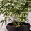 Etichete Eco pentru plante 5 Buc