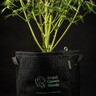 Etichete Eco pentru plante 5 Buc