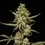 Sticky Queen Auto
