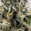 Sticky Queen Auto