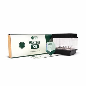 Kit starter pentru semințe hibride F1