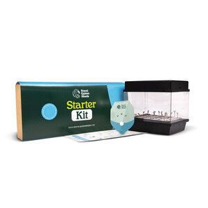 Kit starter pentru semințe CBD
