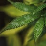 Oidioprot - fungicid organic
