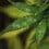 Oidioprot - fungicid organic