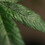 Oidioprot - fungicid organic