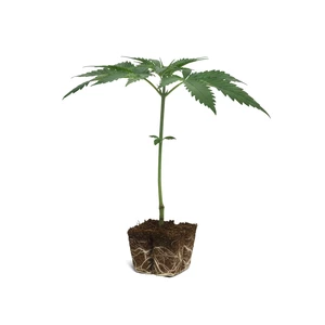 Clone Tangie