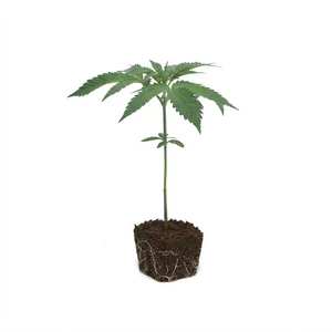 Clone Larry OG