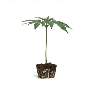 Clone OG Kush