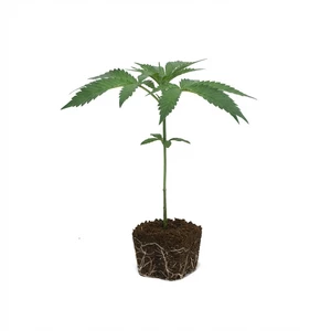 Clonă Purple Punch