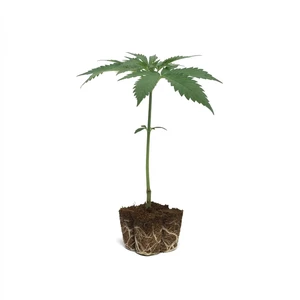 Amnesia Haze Clone