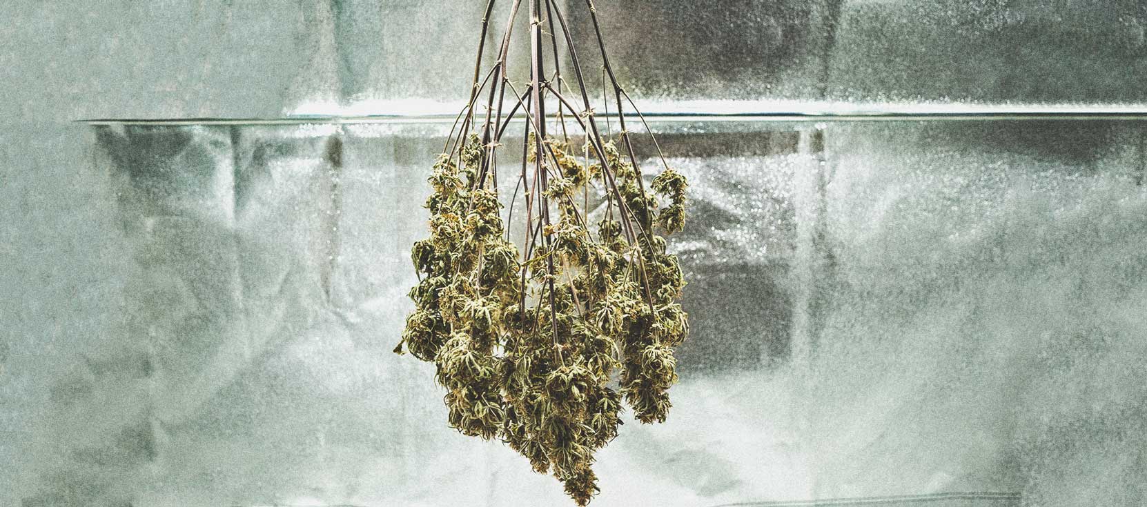 The Basics of Cannabis Outdoor Growing (Part 1)