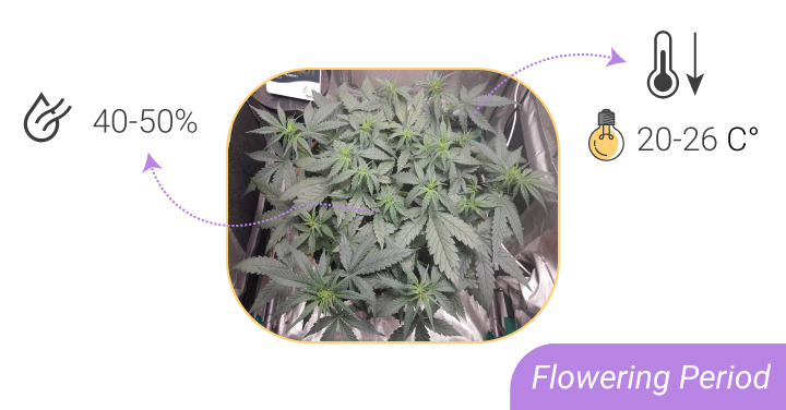 HUMIDITY LEVELS AND TEMPERATURES: FROM SEEDLING TO HARVEST HUMIDITY LEVELS AND TEMPERATURES: FROM SEEDLING TO HARVEST