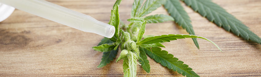 CBD Cannabis