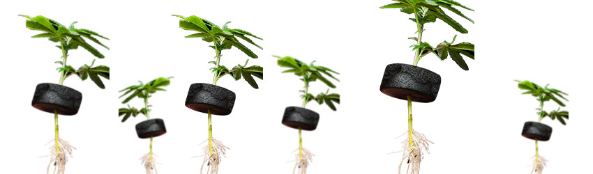 Cannabis Clones